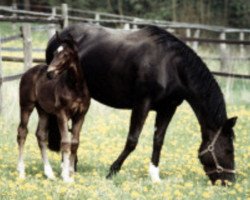 broodmare Franca Anjana (Bavarian, 1985, from Frühwind)