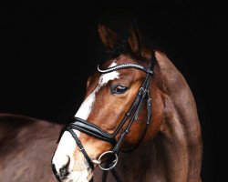 Pferd Schivani (Trakehner, 2003, von Tivano)