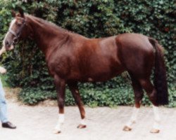 broodmare Donja Anjana (Oldenburg, 1993, from Donnerhall)