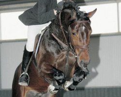 Deckhengst Contendro II (Holsteiner, 2001, von Contender)