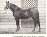 stallion Martian xx (Thoroughbred, 1901, from Martagon xx)