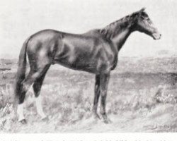 stallion Malt King xx (Thoroughbred, 1906, from Maltster xx)