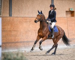 Springpferd Toffee (Irish Sport Horse, 2017, von Errigal Junior)