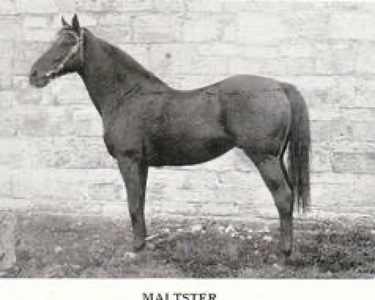 Deckhengst Maltster xx (Englisches Vollblut, 1897, von Bill of Portland xx)