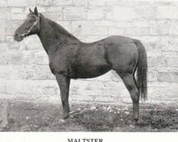 stallion Maltster xx (Thoroughbred, 1897, from Bill of Portland xx)