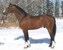 stallion Portland L (Westphalian, 1995, from Pilot)