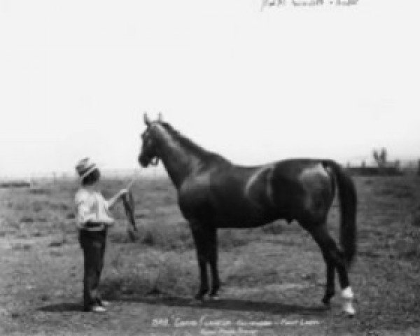 stallion Grand Flaneur xx (Thoroughbred, 1877, from Yattendon xx)