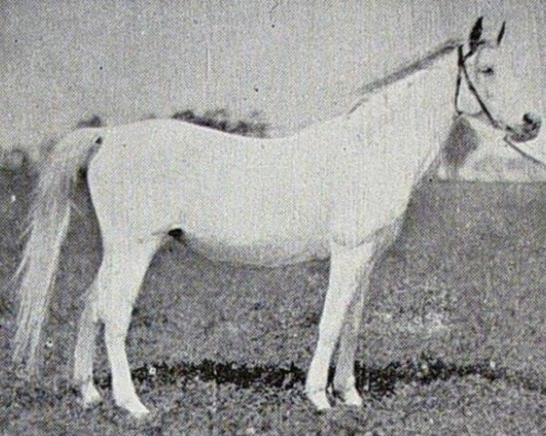 broodmare Farida 1921 RAS (Arabian thoroughbred, 1921, from Saklawi II 1895 ox)