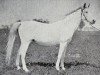 broodmare Farida 1921 RAS (Arabian thoroughbred, 1921, from Saklawi II 1895 ox)