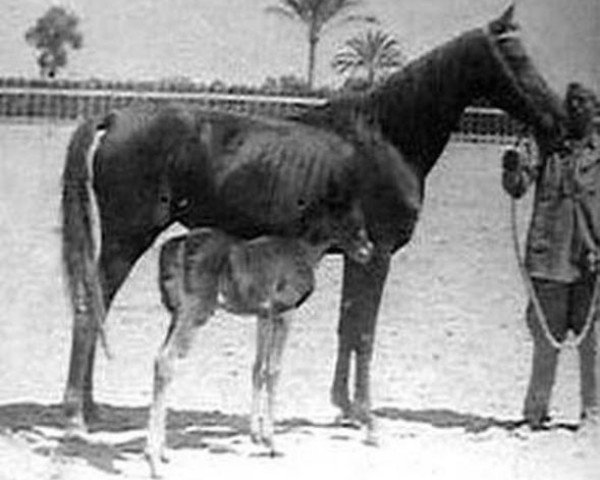 broodmare Ragia RAS (Arabian thoroughbred, 1938, from Ibn Rabdan 1917 RAS)