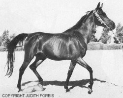 broodmare Halima RAS (Arabian thoroughbred, 1944, from Sheikh el Arab 1933 RAS)