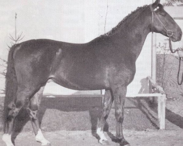 stallion Codex (Holsteiner, 1962, from Cottage Son xx)