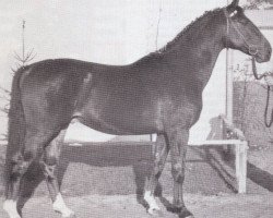 stallion Codex (Holsteiner, 1962, from Cottage Son xx)