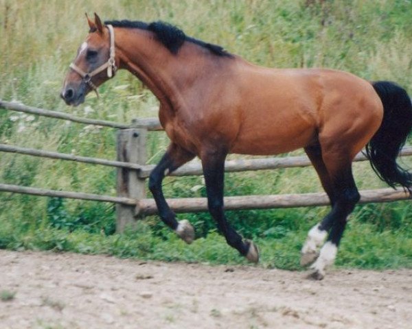 Deckhengst Aldan (Holsteiner, 1985, von Athlet Z)