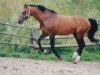 stallion Aldan (Holsteiner, 1985, from Athlet Z)
