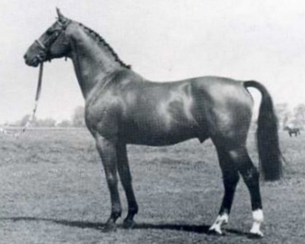stallion Marmor (Holsteiner, 1972, from Marengo)