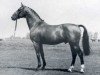 stallion Marmor (Holsteiner, 1972, from Marengo)