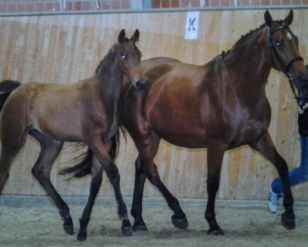 broodmare Cleo (Oldenburg show jumper, 2012, from Conthargos)