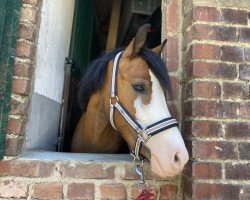 Pferd Senorita (Welsh Pony (Sek.B), 2017)