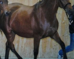 broodmare La Singular (Oldenburg, 1998, from Lord Sinclair I)