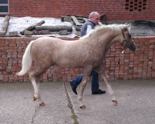 dressage horse Top Cloud Cassini (German Riding Pony,  , from Top Carlos Cassini)