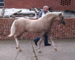 Dressurpferd Top Cloud Cassini (Deutsches Reitpony,  , von Top Carlos Cassini)