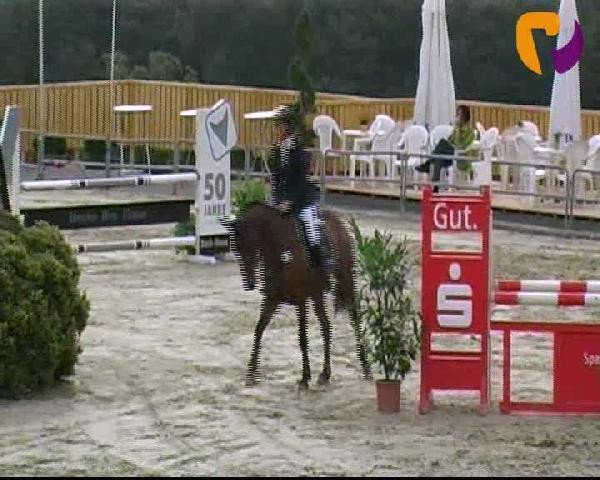 jumper Campeche 6 (Belgian Warmblood,  )