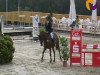 Springpferd Campeche 6 (Belgisches Warmblut,  )