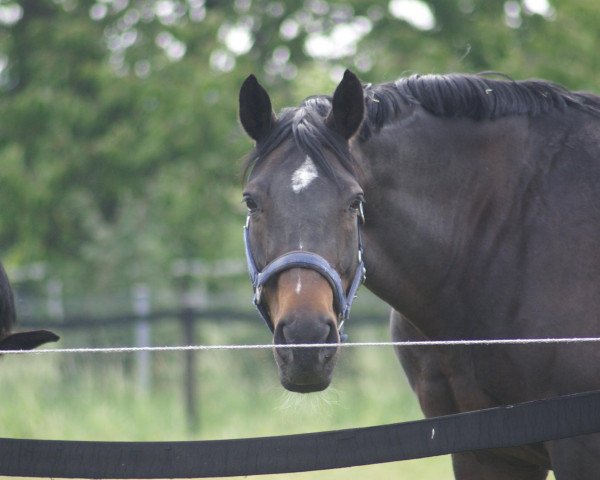 broodmare Flamenca (Westphalian, 1995, from Farcetto)