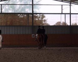 dressage horse Chanel (Hanoverian, 1998, from Cordoba)