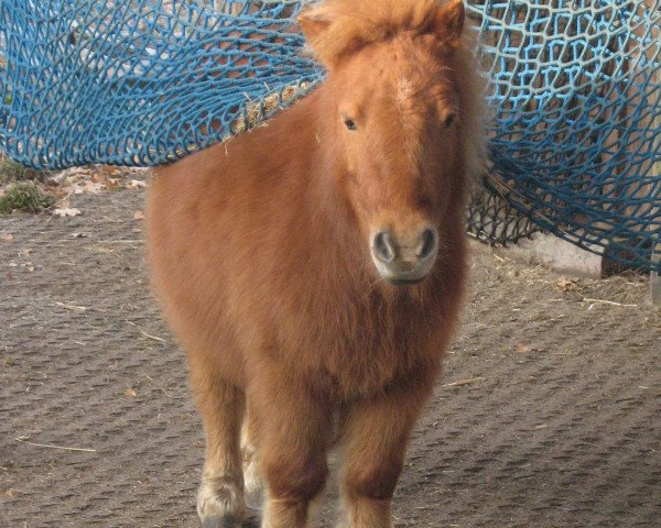 horse Sam (Shetland Pony, 2006)