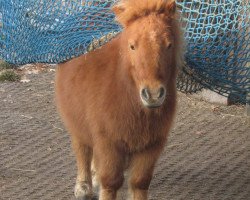 horse Sam (Shetland Pony, 2006)