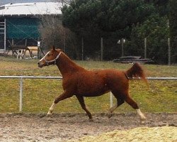 Pferd Primadonna (Zweibrücker, 1994, von Puma)