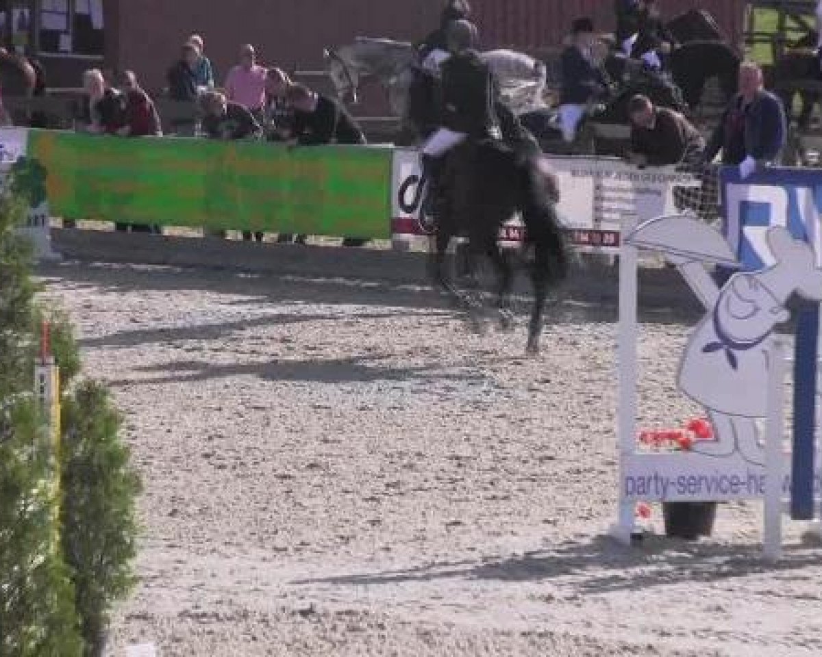jumper Cayenne (Hanoverian, 2007, from Contendro I)