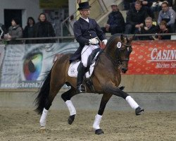 horse Cambridge GSH (Austrian Warmblood, 2003, from Charisma)