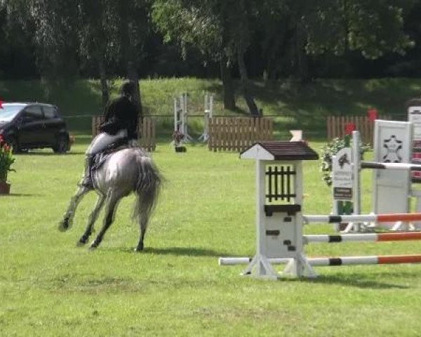 jumper Azzurro 17 (German Sport Horse, 2004, from Al Cantino)