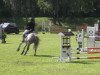 jumper Azzurro 17 (German Sport Horse, 2004, from Al Cantino)