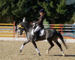 dressage horse Moonlight Montano S (Deutsches Reitpony, 2006, from Monte Christo)