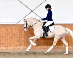 dressage horse Dancing Queen 222 (German Riding Pony, 2017, from Dating AT NRW)