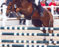 horse Aachen (Austrian Warmblood, 1997, from Abrek-17)