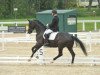 dressage horse Danciero de Hus (Hanoverian, 2007, from Dancier)