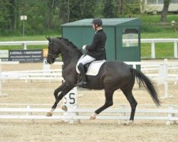 dressage horse Danciero de Hus (Hanoverian, 2007, from Dancier)