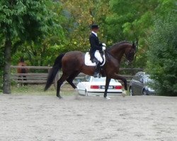 dressage horse Rosario W (Oldenburg, 2004, from Rosario 37)