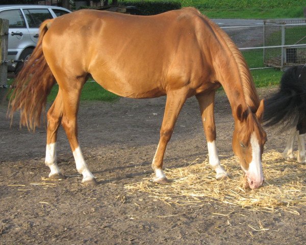 broodmare Taggi 21 (German Riding Pony, 2002, from Top Nonstop)