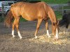 broodmare Taggi 21 (German Riding Pony, 2002, from Top Nonstop)