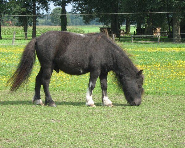 horse Rokko (Shetland pony (under 87 cm), 2004)