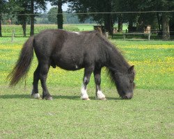 horse Rokko (Shetland pony (under 87 cm), 2004)