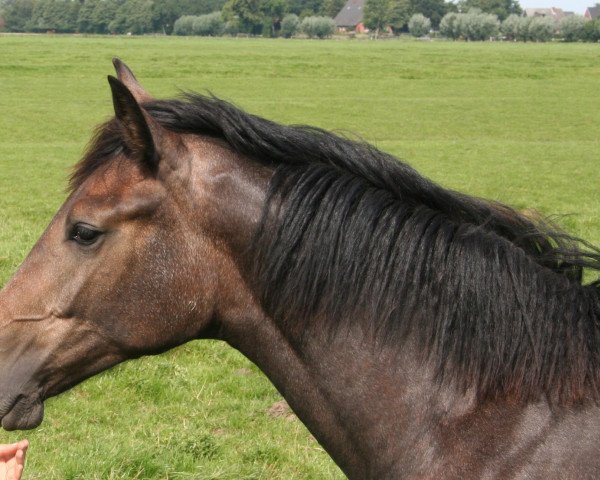 Zuchtstute Carolina (Holsteiner, 2010, von Cero)