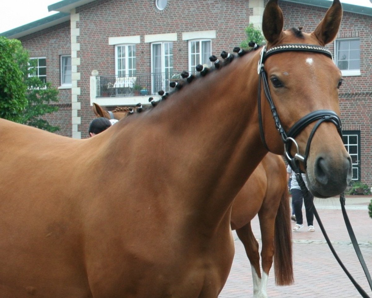 broodmare Elektrik Lady (Oldenburg, 2006, from Fighting Alpha)