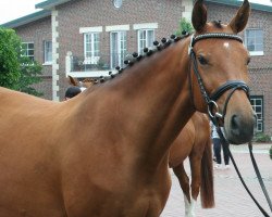 broodmare Elektrik Lady (Oldenburg, 2006, from Fighting Alpha)